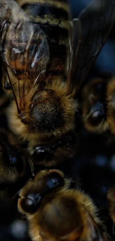 Close-up image of bees with dark brown tones and detailed textures.