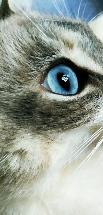 Close-up of a cat's blue eye in high detail.