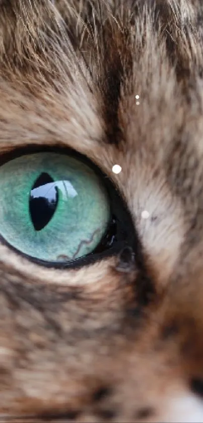 Close-up of a cat's eye with vibrant colors.