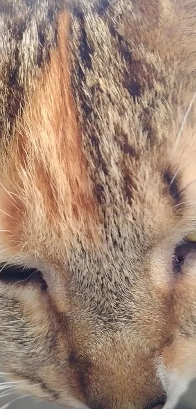 Close-up view of a cat’s face with detailed fur textures.