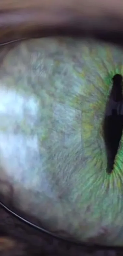 Close-up view of a cat's eye with green iris and black pupil.