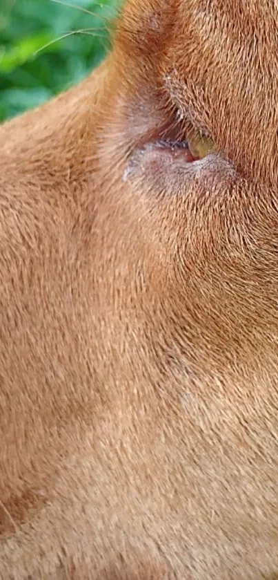 Close-up of a dog's eye with detailed brown fur.