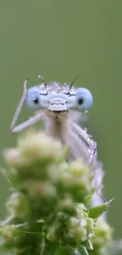 Close-up of a dragonfly perched on green foliage, showcasing intricate details.