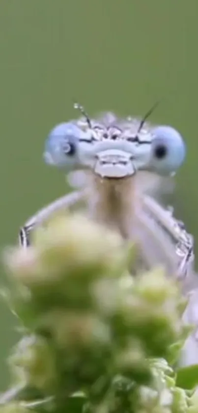 Macro shot of dragonfly with blue eyes on a green leaf.