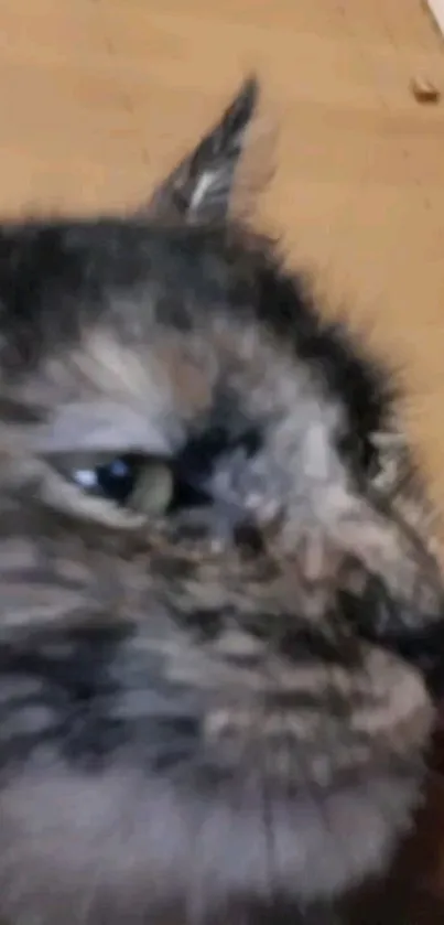 Close-up of a fluffy cat with detailed fur texture and warm brown tones.