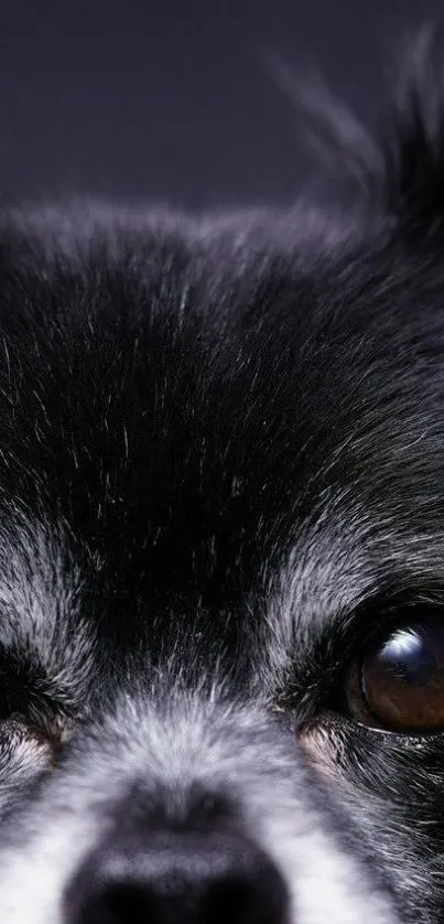 Close-up of a fluffy dog's eyes, set against a dark background.