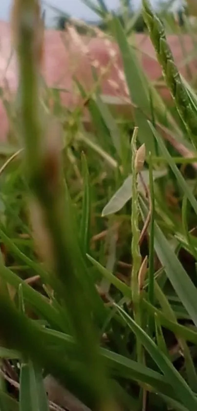 Close-up of green grass with blurred background.