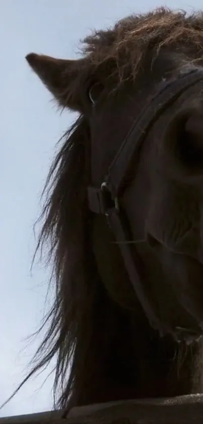 Close-up view of a horse's face against the sky.