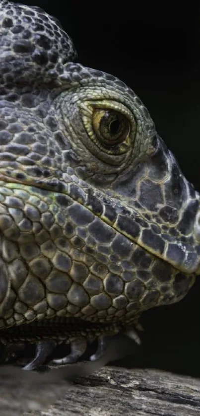 Close-up of iguana face with detailed scales and eye.