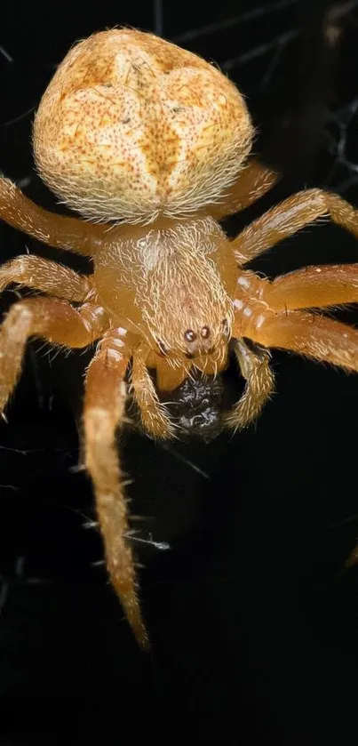 Close-up of an orange spider on its web in a dark setting.