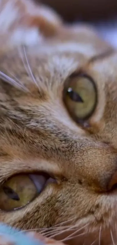 Close-up view of a relaxed brown cat's face with focused eyes and whiskers.