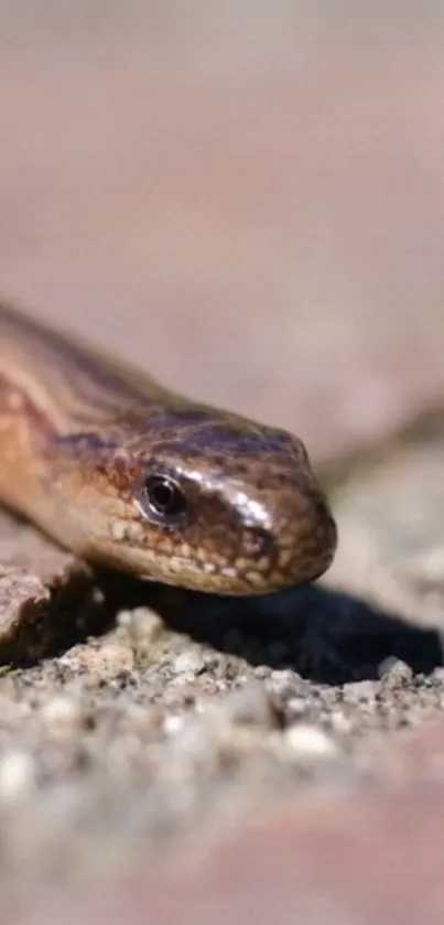 Close-up of a snake on a textured rock surface, showcasing intricate details.