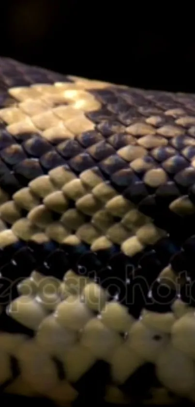 Close-up of snake scales showing texture and patterns.