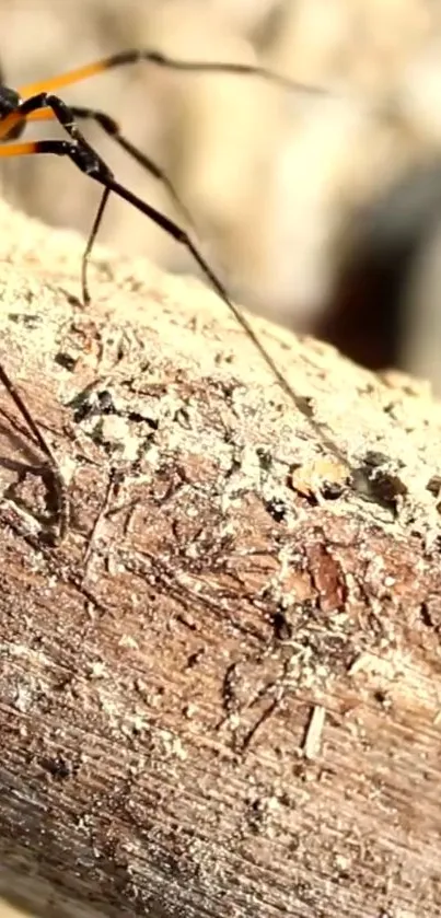 Close-up of a spider on a wooden surface in nature.