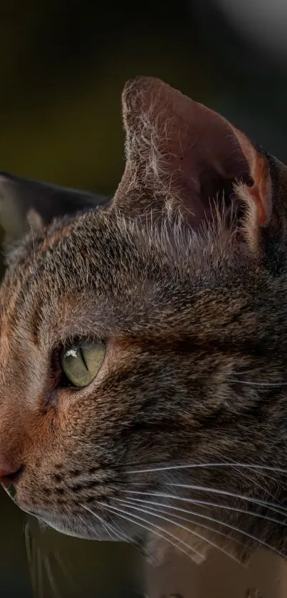 Close-up of a tabby cat with green eyes in focus.