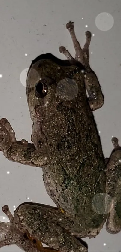 Close-up image of a tree frog against a gray background.