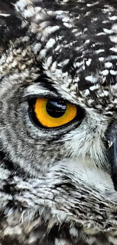 Close-up of an owl's intense eye with detailed feathers.