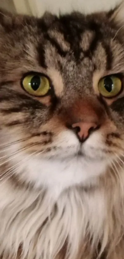 Close-up of a cat with green eyes and long fur, perfect for mobile wallpaper.