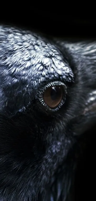 Close-up of a raven's eye and feathers in dark hues.