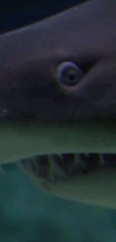 Close-up of a shark in the ocean showcasing its sharp features.