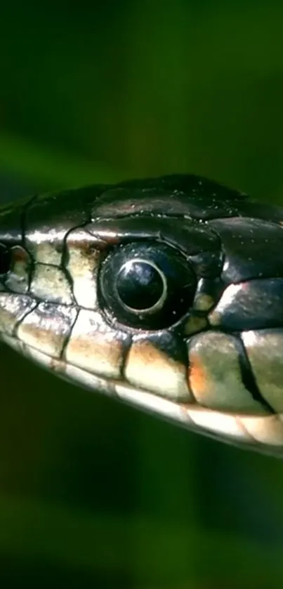 Close-up of a snake's head in natural green background.