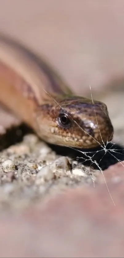 Close-up of a snake on a rock surface, highlighting its detailed texture.