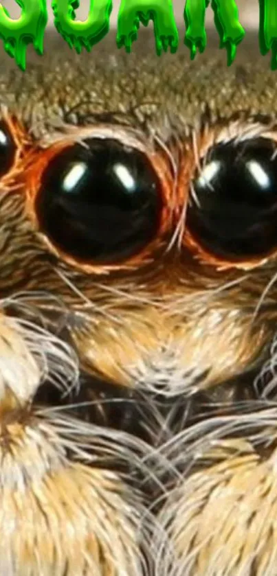 Macro view of a spider's eyes with vibrant details.