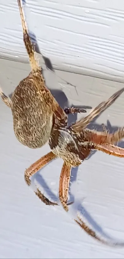 Close-up of a brown spider on a light grey wall.
