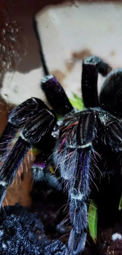 Close-up image of a tarantula on a mobile wallpaper.