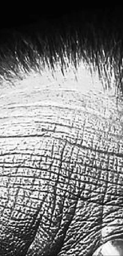 Close-up of detailed monochrome texture.