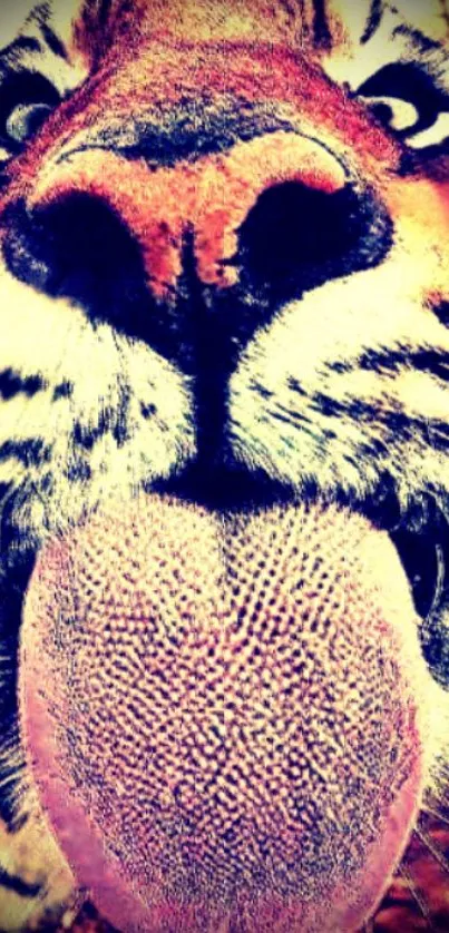 Close-up of a tiger's face with tongue out.