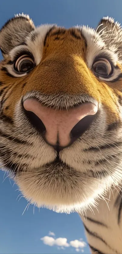 Close-up view of a tiger's face against a vibrant blue sky.