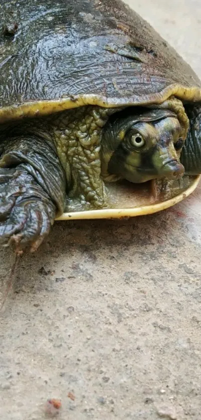 Close-up view of a turtle on a textured surface displaying its shell details.