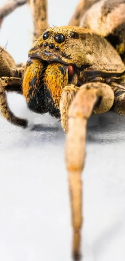 Close-up shot of a wolf spider on a pale background.