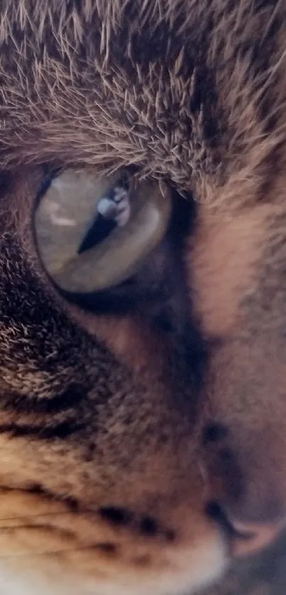 Closeup of a cat's face with green eyes and detailed fur texture.