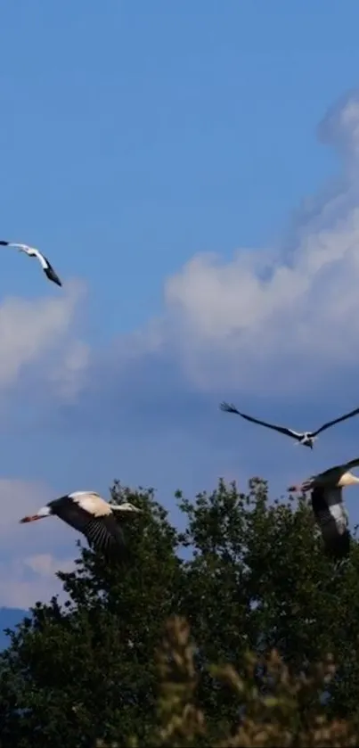 Cloud Sky Bird Live Wallpaper