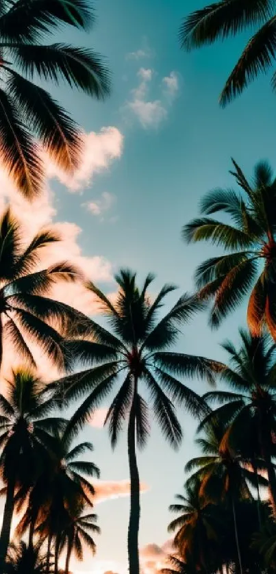 palm trees Live Wallpaper