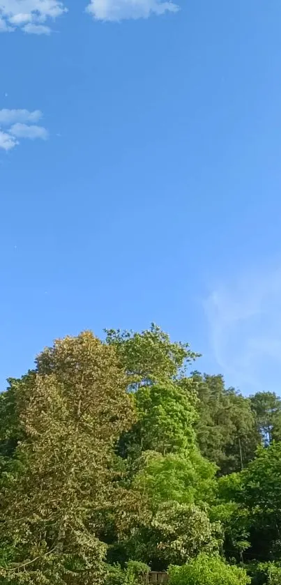 Cloud Sky Plant Live Wallpaper