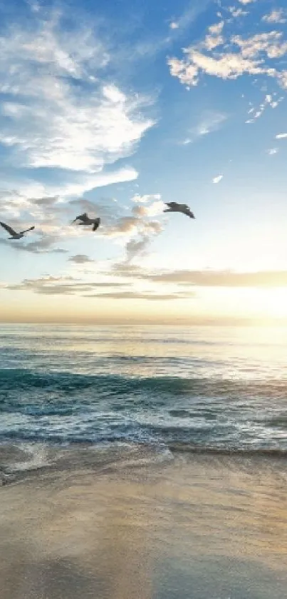 seagull view  Live Wallpaper