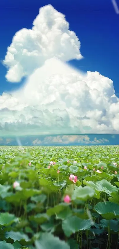 Beautiful clouds over a green lotus field with blue sky.