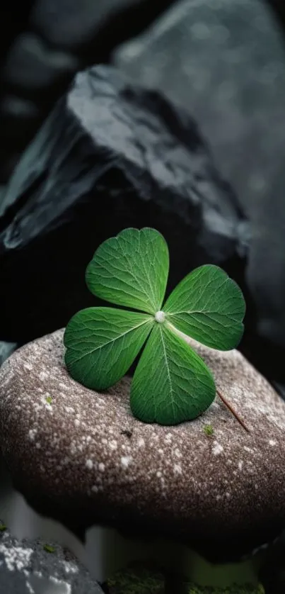 Close-up of a green clover on a rock with dark background.