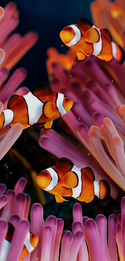 Clown Fish Aquarium Live Wallpaper