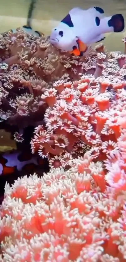 Clownfish swimming through a vibrant coral reef in a captivating ocean scene.