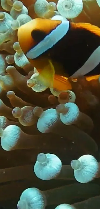 Clownfish surrounded by swaying sea anemones in an underwater setting.