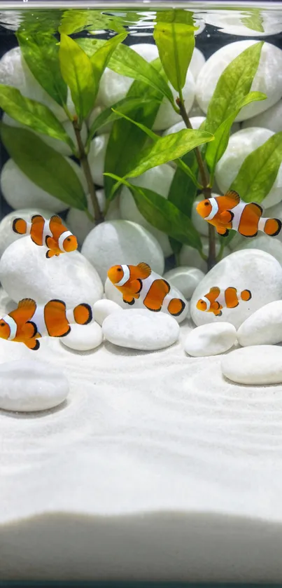 Clownfish swimming in a white stone aquarium with green plants.