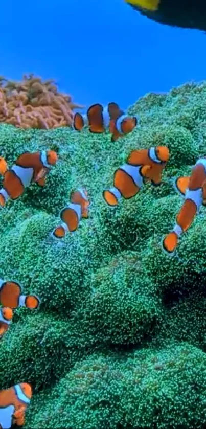 Clownfish swimming in vibrant coral reef underwater scene.