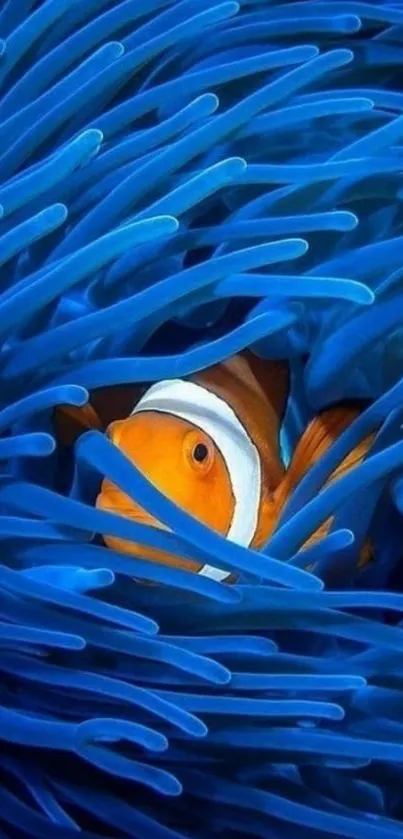 Clownfish nestled in blue anemone tentacles on phone wallpaper.