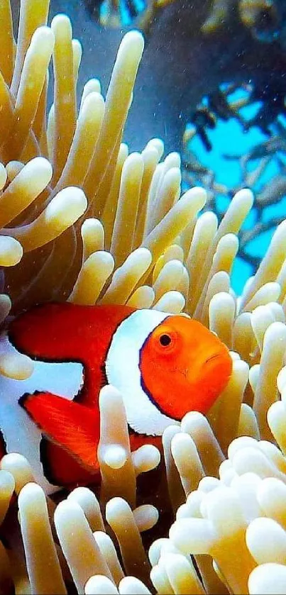 Clownfish nestled in vibrant coral reef with blue ocean background.