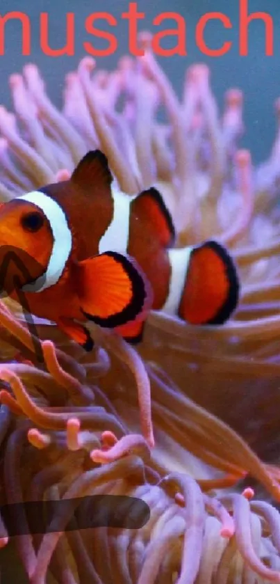 Clownfish nestled in vibrant pink coral reef wallpaper.