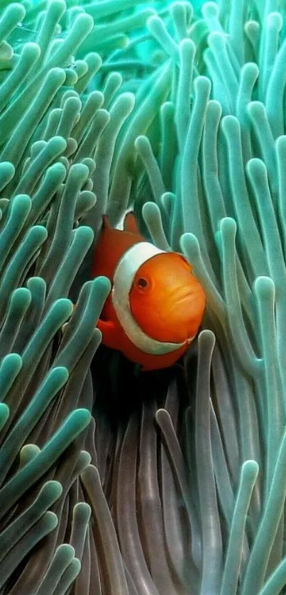 Clownfish nestled in a turquoise sea anemone.